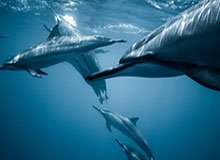 爱游戏官网入口-佩莱格里尼：我们和安东尼都想在一起，但这要取决于曼联